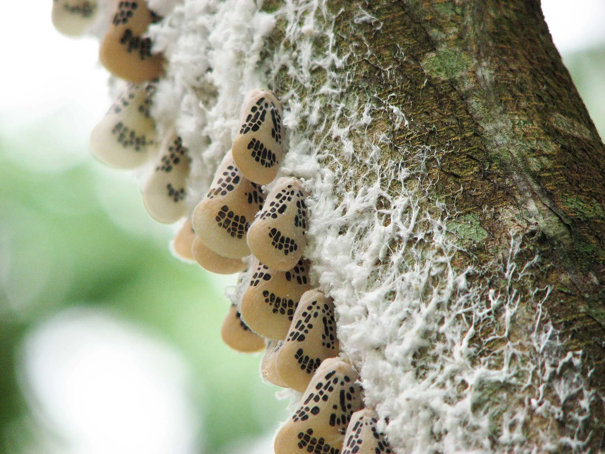 Fair Wear Foundation Upcycling Mode Nachhaltig Hanf Bio Baumwolle Umwelt Klimawandel T-Shirt Vegan 1% for the Planet